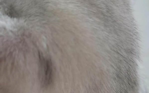 小貓長癬是什么原因怎么治療