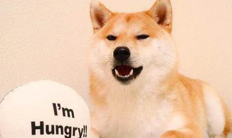 豆柴犬和柴犬哪個貴