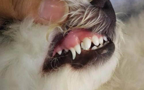 狗狗的身上有蟲子怎么辦?