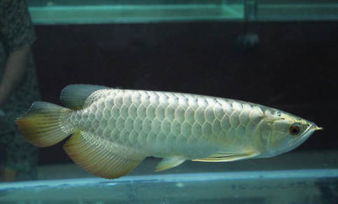 家里養魚的數量及風水寓意