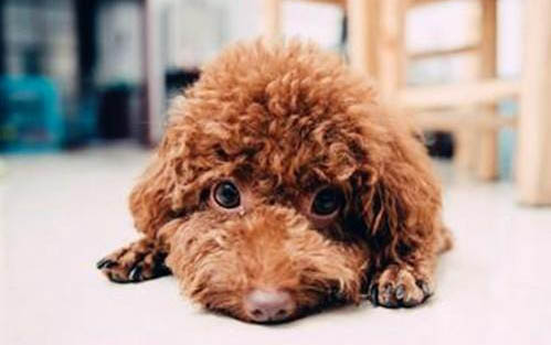 冬季狗狗冬天注意事項