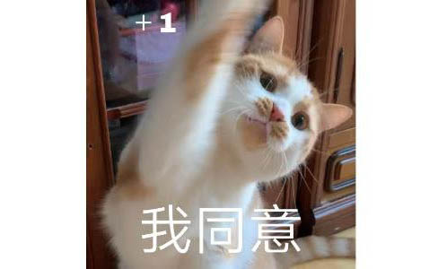 貓咪安樂死多少錢一針