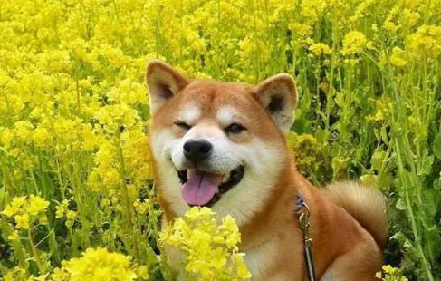 狗狗體內都有細小病毒嗎