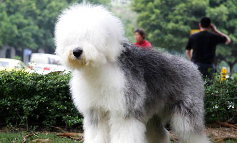 蘇格蘭牧羊犬不能吃什么