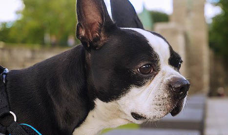 法國斗牛犬的性格外貌特征