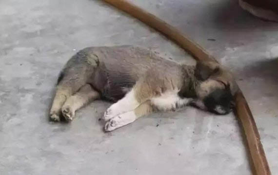 狗窩和狗墊子哪個好