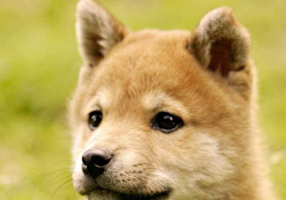 日本秋田犬價格多少錢一只
