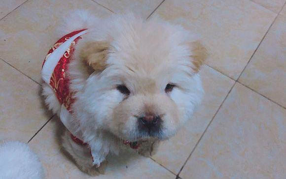 狗狗如何克服畏縮行為