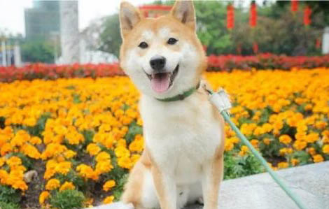 柴犬幼犬可以吃雞蛋黃嗎
