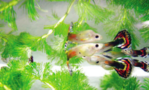 孔雀魚防跳缸