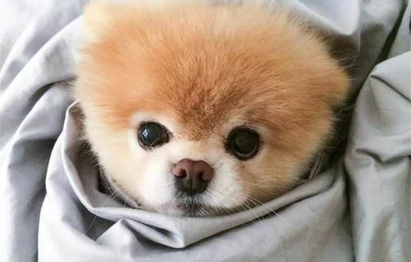 博美犬和比熊犬哪個好養(yǎng)
