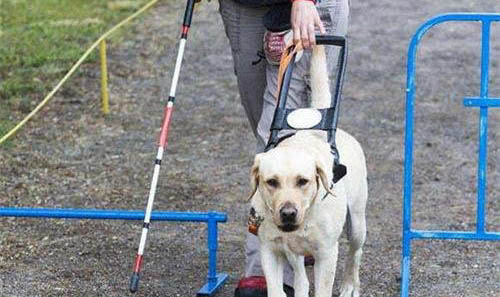 導盲犬怎么訓練