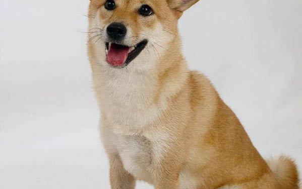狗狗下犬式是肚子疼嗎?