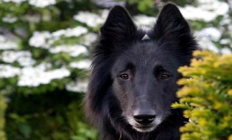比利時牧羊犬太瘦原因及處理方法
