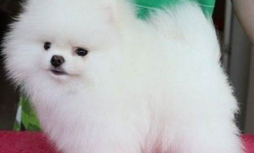 博美犬拉稀沒(méi)精神怎么辦