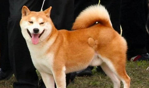 秋田犬跟柴犬的區別