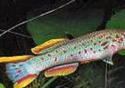 六角龍魚死亡是什么征兆？