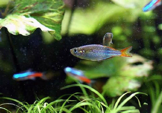 純凈水可以養(yǎng)魚嗎