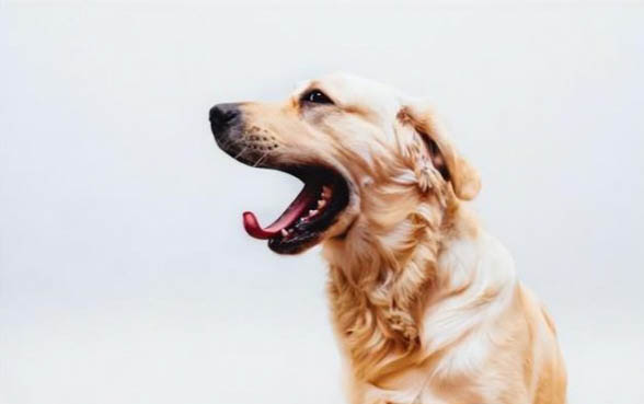 狗狗懷孕的有啥癥狀