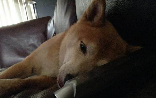 狗狗不長個子怎么回事