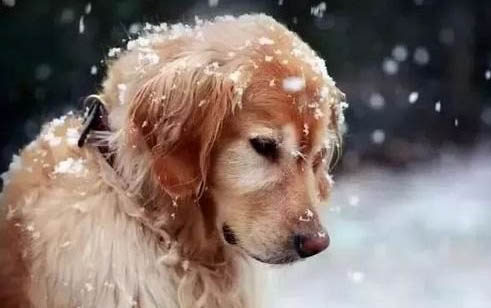 十大最笨的狗狗