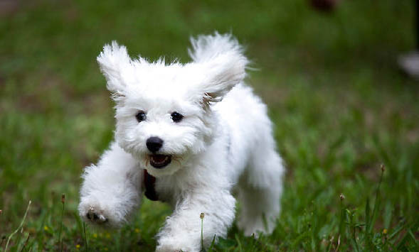 比熊犬養(yǎng)多久才認主人