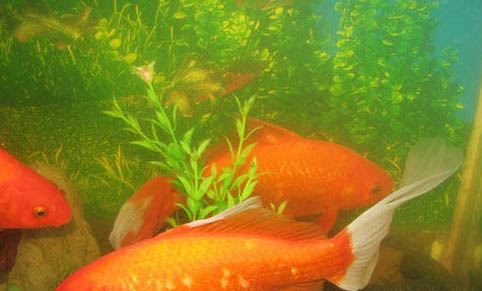 草缸適合養(yǎng)哪些魚