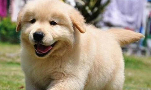 金毛幼犬冬天怕冷嗎