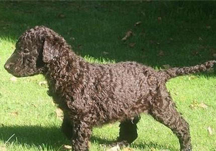 卷毛比熊犬多少錢一只