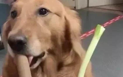 哈士奇犬舍哪個好