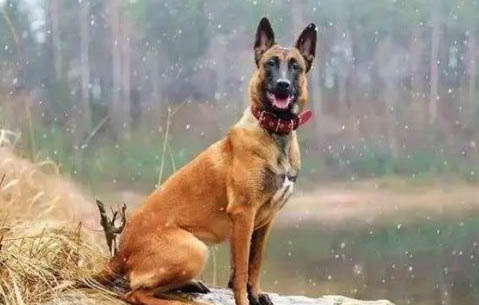荷蘭牧羊犬和馬犬哪個好