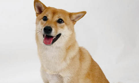 狗狗能吃青菜嗎