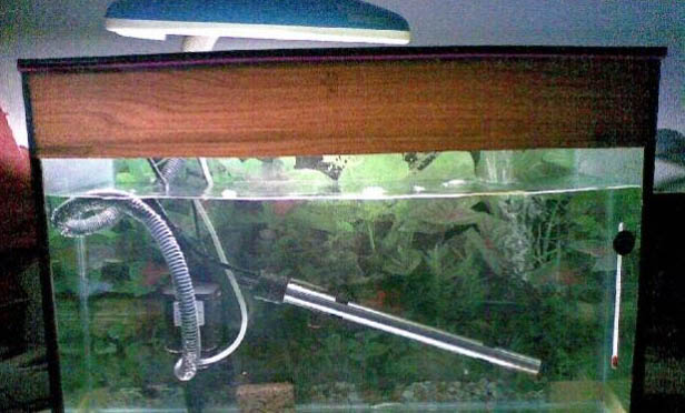 孔雀魚如何飼養(yǎng)