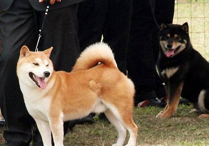 如何挑選秋田犬幼犬
