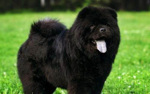 松獅犬飼養方法和注意事項