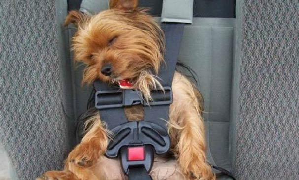 犬瘟后遺癥抽搐怎么治療