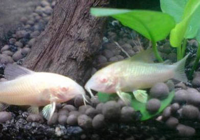 鼠魚吃什么?