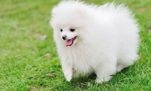 博美犬要多少錢
