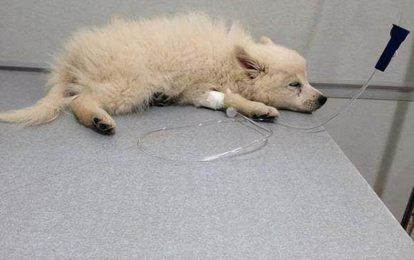 為什么狗狗不讓親