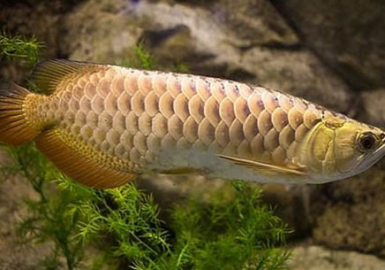 金龍魚多少錢一條？名貴觀賞魚果然不便宜！