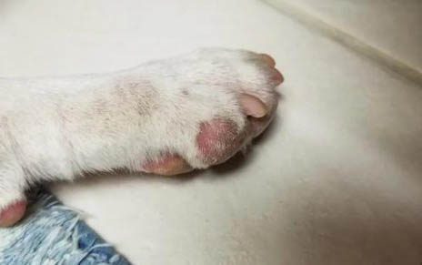 請問貓咪嘔吐的原因及處理方法?