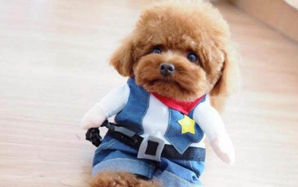 泰迪幼犬兩三個月可以喂干狗糧嘛