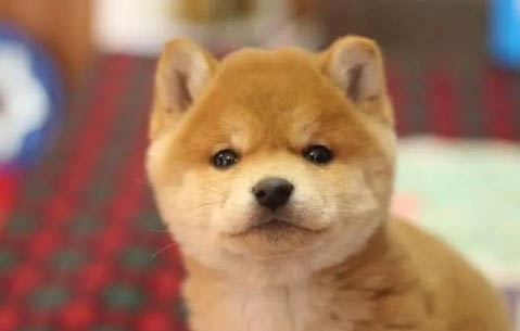 柴犬一般多少錢一只