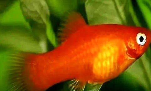 月光魚多久能長大