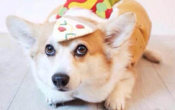 柯基和柴犬哪個貴