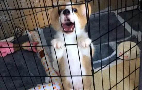 狗狗冠狀病毒肺炎有哪些癥狀