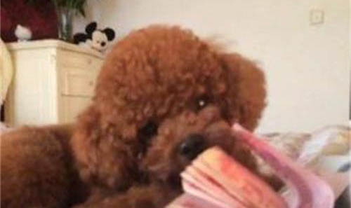 狗狗年紀(jì)大了臨死前征兆