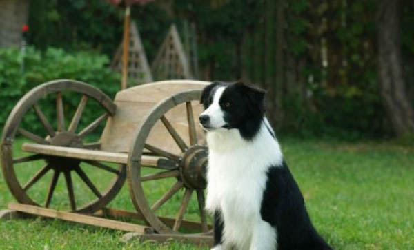 英國古代牧羊犬價格?古牧飼養注意事項有哪些?