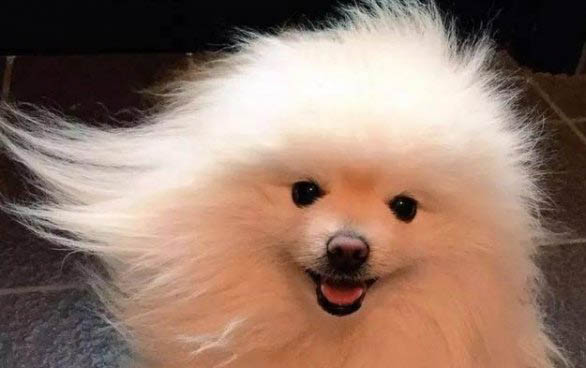 博美狗多少錢一只在哪買