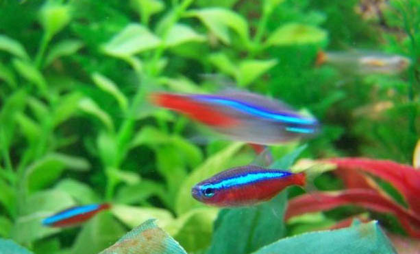孔雀魚小魚喂什么長得快